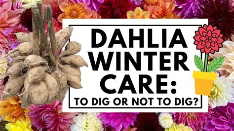 What To Do With Dahlias After Flowering When To Dig And How To Care For