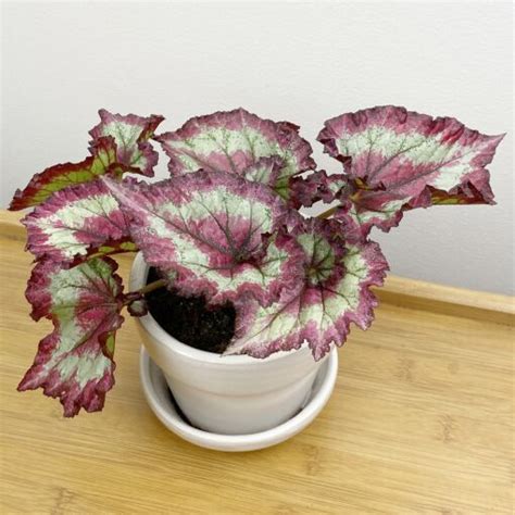 Begonia Red Escargot Fandango Begonia Rex Hybrid