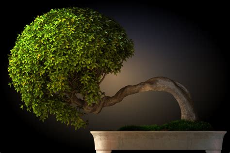 Bonsai trees have been given many names, most will have their botanical genus and species name associated with them (for example: 13 Types of Bonsai Trees (by Style and Shape Plus Pictures)