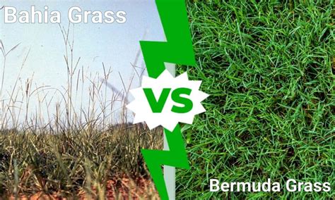 Bahia Grass Vs Bermuda Grass What Are Their Differences A Z Animals