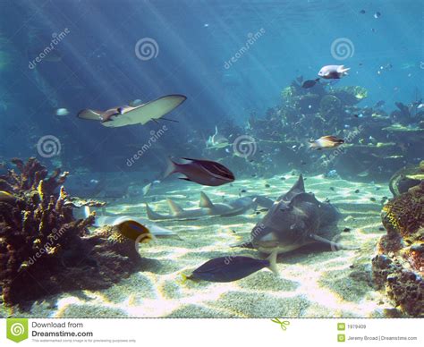 Underwater Scene Underwater Photography Of Fish Being Swimming And