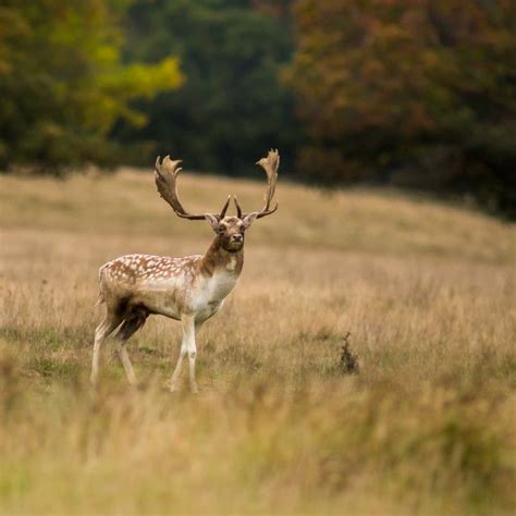 Pin By Brittany Shipman On Hunt List Fallow Deer Deer Mammals