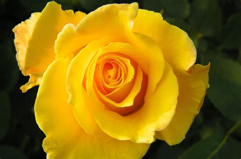 Oregold Rose Oh I Miss This One Flora Pinterest