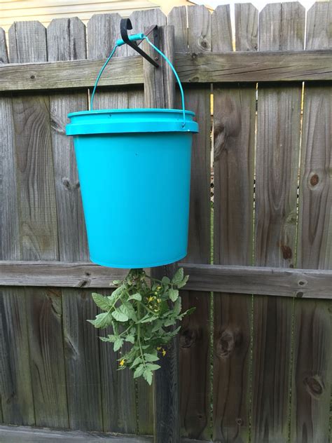 Diy Upside Down Tomato Planter From A 5 Gallon Bucket Upside Down