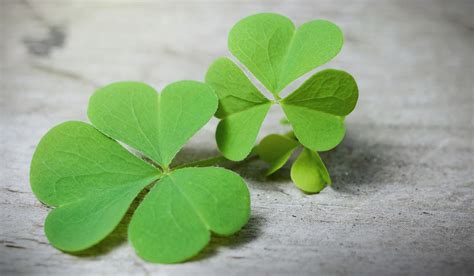 A person who always gets lucky. Symbolic Shamrock Meaning on Whats-Your-Sign.com