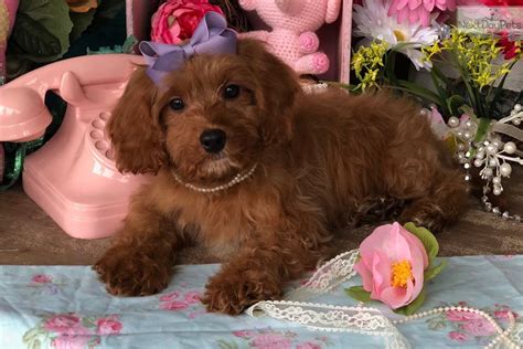 Explore 33 listings for corgi puppies for sale at best prices. Cavapoo puppy for sale near Knoxville, Tennessee ...