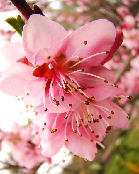 Peach Blossom Spring B Free Photo On Pixabay