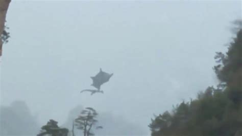 Real Dragon Caught On Camera And Looks Very Real 2017 Footage Youtube