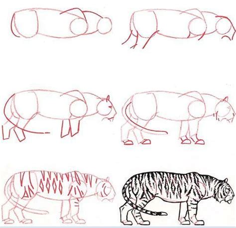 Resultado De Imagen Para Como Dibujar Animales Paso A Paso A Lapiz