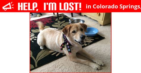 See more of colorado springs lost pet alert on facebook. Lost Dog (Colorado Springs, Colorado) - Mya