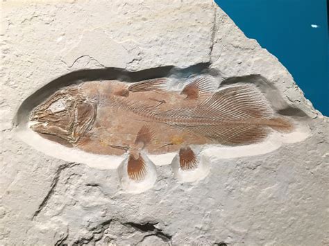 Enormous Ancient Fish Discovered By Accident Bizarre Looking And