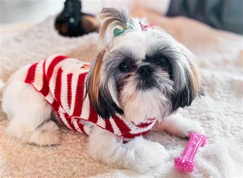 Everything You Should Know About The Courageous Teacup Shih Tzu K9 Web