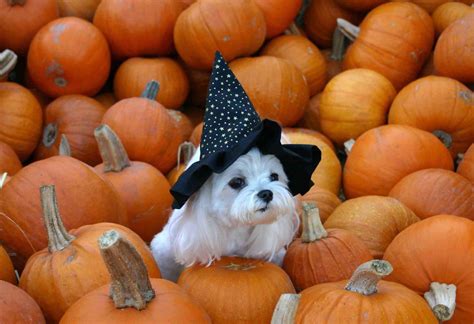 Halloween Dog Wallpapers Top Free Halloween Dog Backgrounds