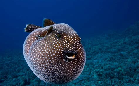 Pufferfish Wallpapers Top Free Pufferfish Backgrounds Wallpaperaccess