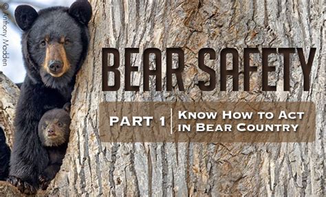 Bear Safety In Alaska How To Act In Bear Country Fish Alaska Magazine