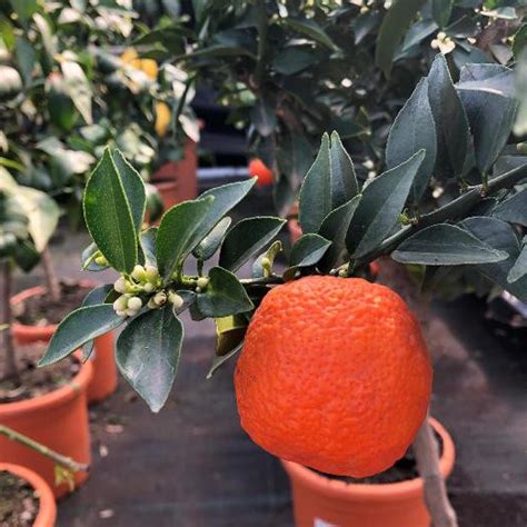 Chinotto (Citrus myrtifolia) [Vaso Ø20cm] | Yougardener