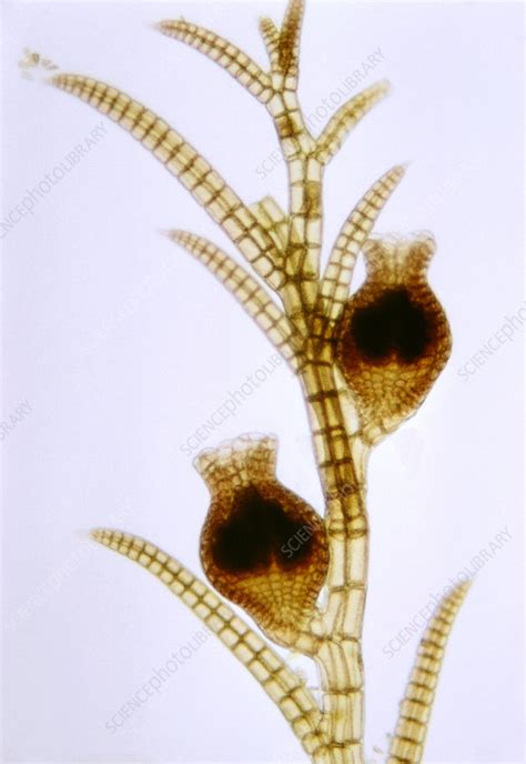 Polysiphonia Sp Algae Lm Stock Image C0093814 Science Photo
