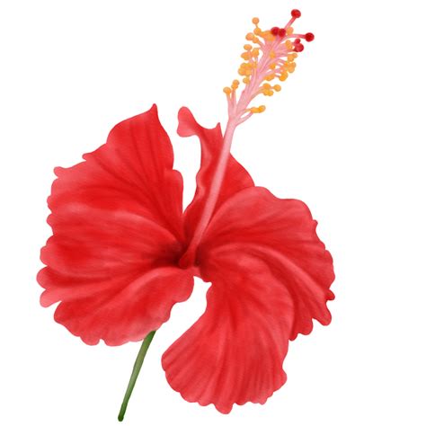 Hibiscus Flower Pngs For Free Download