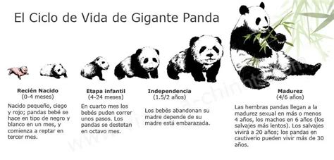 El Ciclo De Vida Del Oso Panda