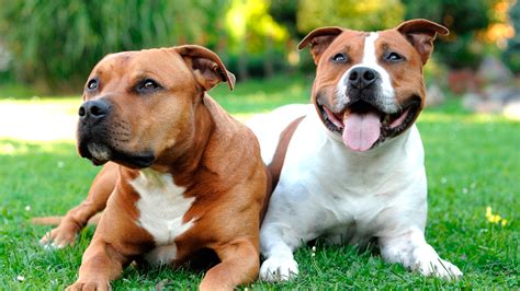 Important Information As Well As Facts About American Staffordshire
