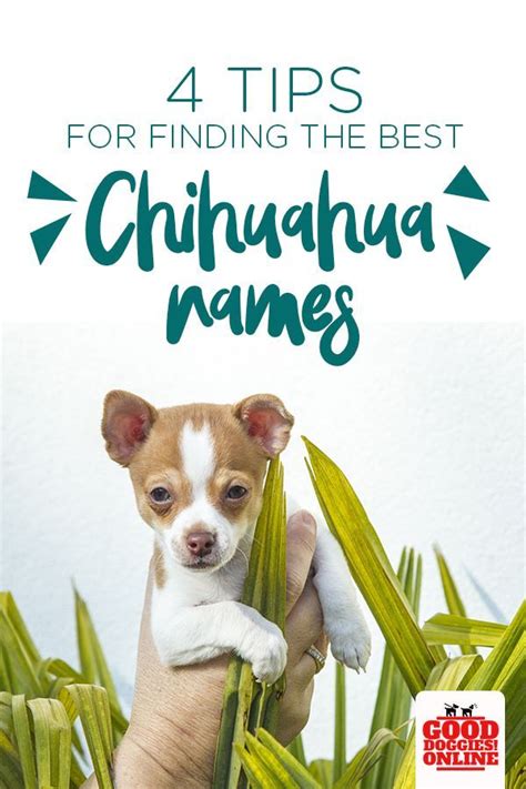 We offer the best chihuahua names, as well as thousands of other dog names to help you find the perfect name for your chihuahua. 4 Tips to Come Up with the Best Chihuahua Names of All ...