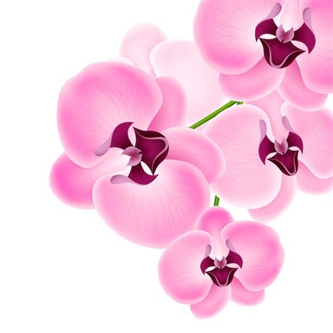 Premium Vector Beautiful Orchid Flower Illustration