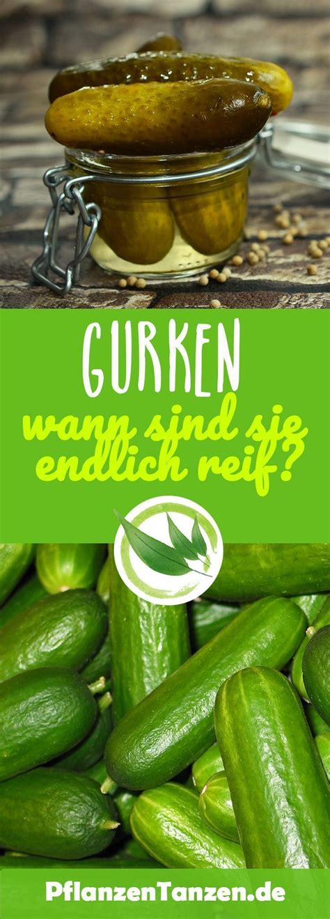 Die physalis sind dann reif, wenn die hülle außen herum sich trocken anfüllt, raschelt fast beim abnehmen der frucht. 【ᐅ】Erkennen, wann Gurken reif sind ᐅ Richtig ernten ...