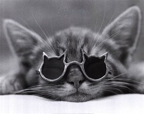 Cool Cat Funny Cats Funny Animals Cute Animals Cute Kittens Cats
