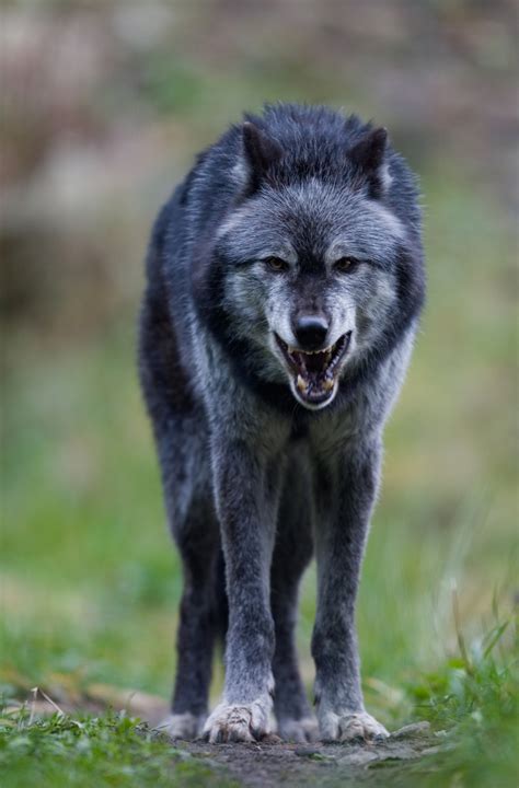 Wolves at the door is a repellent, misconceived, and pointless film. A Blogger's Tale: In Which the Protagonist Decides to Step ...