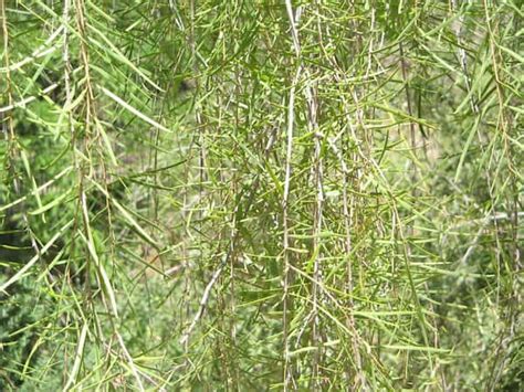 Acacia Estrophiolata Ironwood
