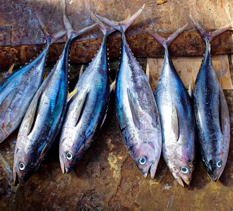 8 Ikan Laut Indonesia Yang Sering Dikonsumsi Lezat And Kaya Manfaat