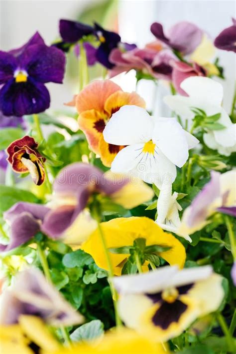Macro Shot Of Viola Flowers Stock Photo Image Of Multicolored