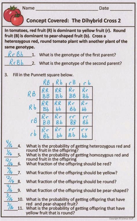Dihybrid Cross Problems Worksheet With Answers