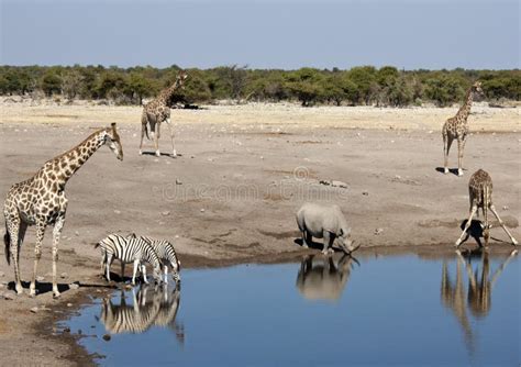 African Wildlife At A Waterhole In Namibia Stock Photo Image Of