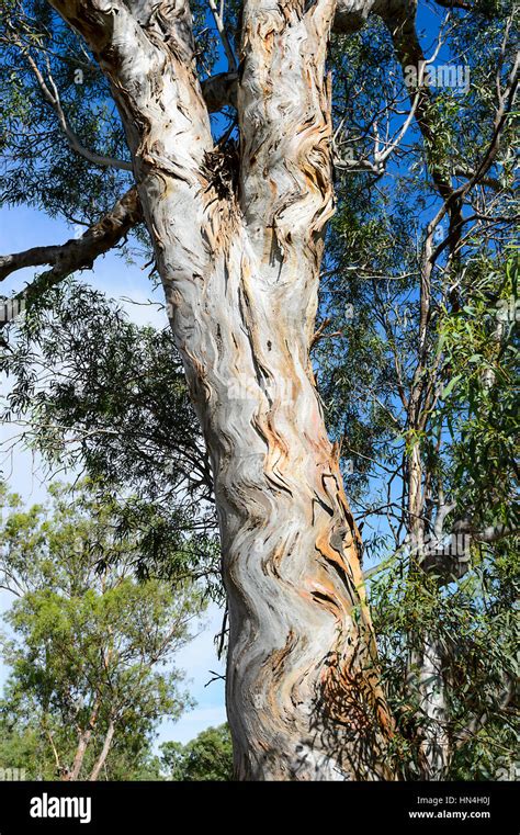 Eucalyptus Tree Peeling Bark Hi Res Stock Photography And Images Alamy