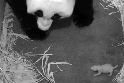 Panda Cam Joy Restored After End Of Shutdown In Washington