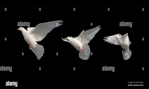 White Doves In Flight Isolated On Black Background Stock Photo Alamy