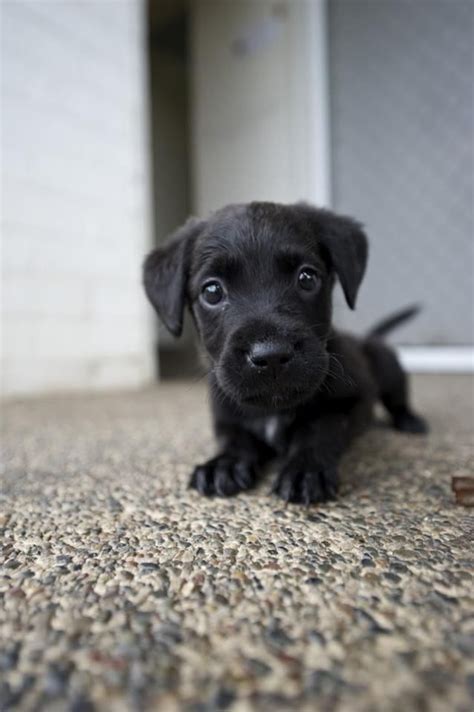 Cute Black Labrador Puppy Dogs Pinterest