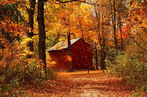 Free Bing Background Wallpapers Autumn Autumn Beautiful Beauty