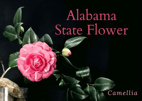 The Alabama State Flower Camellia Snapblooms