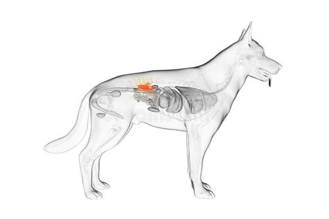 The Canine Kidneys Stock Illustration Illustration Of Body 157609477