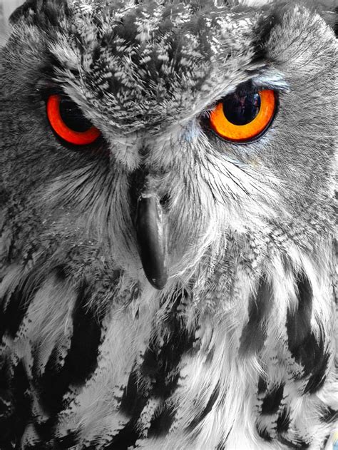 Creepy Owl Owl Artwork Eyes Artwork Owl Photos Owl Pictures Owl