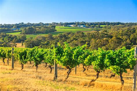 A Comprehensive Guide To Australian Wine Regions Virgin Wines