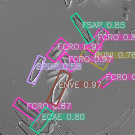 Freshwater Diatoms Identification Imagine Project