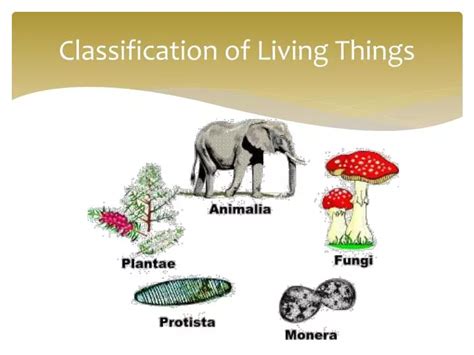 Ppt Classification Of Living Things Powerpoint Presentation Id4068372