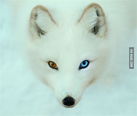 Arctic Fox With Heterochromia Iridum 9gag