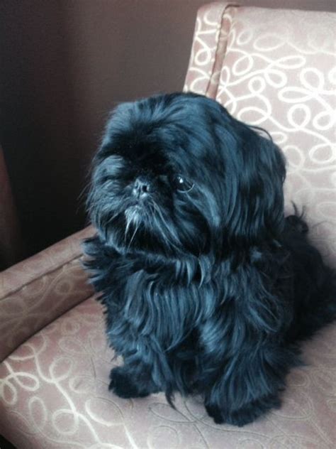 Black Shih Tzu Puppy I Had One Madison She Looked Just Like This