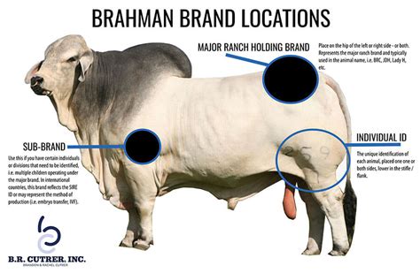 Brahman Brand Requirements Br Cutrer Inc