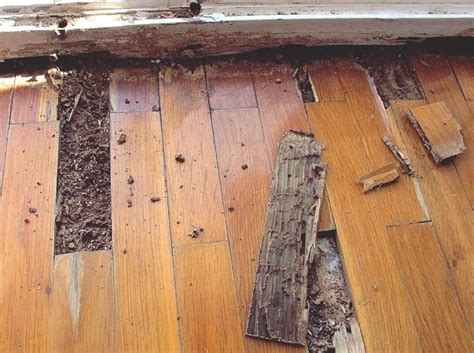 The university of california, berkeley, conducted a study for the structural pest control board (spcb) on these methods. How Can I prevent A Termite Infestation? - Accurate ...