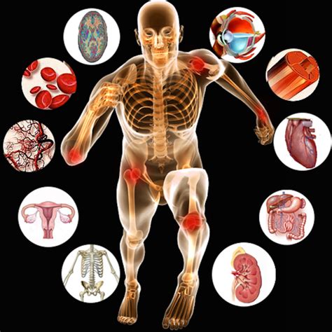 Human Body Organs Diagrams